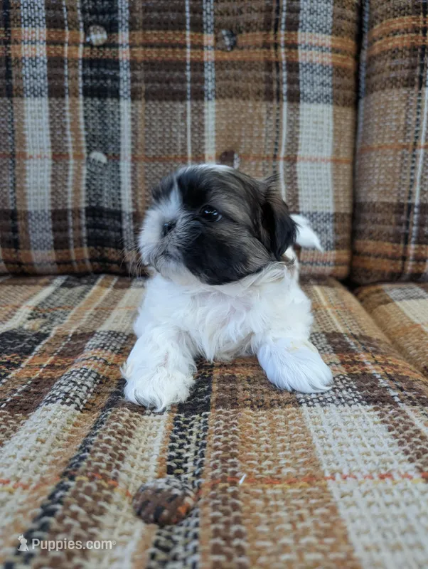 Bear – Shih Tzu puppy for sale in Benson, MN
