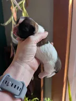 Bear, a male Shih Tzu for sale in Benson, MN – Photo 3 of 3