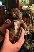 Bolt, a male Frenchton for sale in Benson, MN – 2 of 2