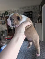 processed/35fcdf42-716d-499a-9f47-311d21f6f84e/listing/f50b3e79-0013-420e-b659-b46c79dbb08f/1cf6094b-6b79-45d7-8f71-a9d0232cc78b