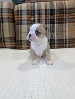Marley, a female Boston Terrier for sale in Benson, MN – 2 of 5