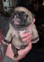 Max, a male Frenchton for sale in Benson, MN – 1 of 2