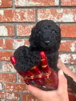 Bucky, a male Poodle - Standard  for sale in Tunnel Hill, GA – 2 of 7