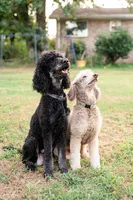 Bucky, a male Poodle - Standard  for sale in Tunnel Hill, GA – 3 of 7
