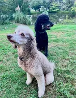 Bucky, a male Poodle - Standard  for sale in Tunnel Hill, GA – 5 of 7