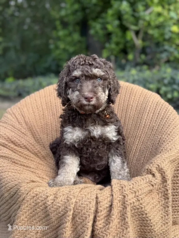 Benny – Poodle - Multi-Colored Standard, Poodle - Standard  puppy for sale in Tunnel Hill, GA