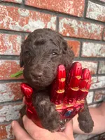 Bruce, a male Poodle - Multi-Colored Standard and Poodle - Standard  for sale in Tunnel Hill, GA – 2 of 8