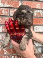 Benny, a male Poodle - Multi-Colored Standard and Poodle - Standard  for sale in Tunnel Hill, GA – 2 of 7