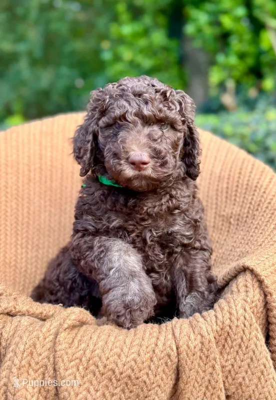Bruce – Poodle - Multi-Colored Standard, Poodle - Standard  puppy for sale in Tunnel Hill, GA