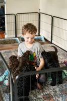 Bruce, a male Poodle - Multi-Colored Standard and Poodle - Standard  for sale in Tunnel Hill, GA – 8 of 8