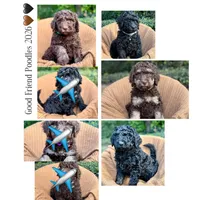 Bucky, a male Poodle - Standard  for sale in Tunnel Hill, GA – 7 of 8