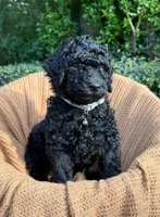 Bucky, a male Poodle - Standard  for sale in Tunnel Hill, GA – 1 of 8
