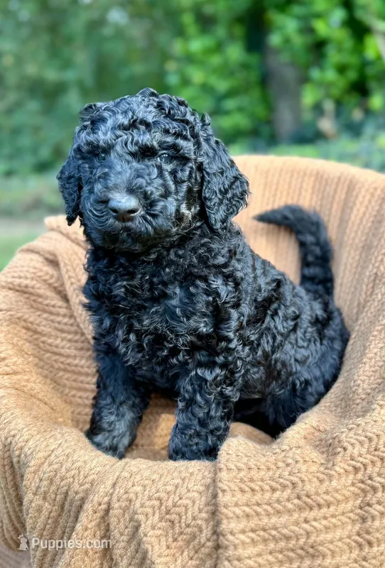 Logan – Poodle - Multi-Colored Standard, Poodle - Standard  puppy for sale in Tunnel Hill, GA