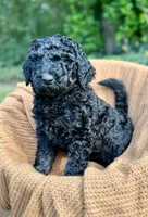 Logan, a male Poodle - Multi-Colored Standard and Poodle - Standard  for sale in Tunnel Hill, GA – 1 of 8