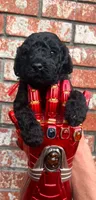 Bucky, a male Poodle - Standard  for sale in Tunnel Hill, GA – 2 of 8