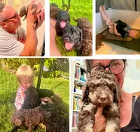 Bruce, a male Poodle - Multi-Colored Standard and Poodle - Standard  for sale in Tunnel Hill, GA – 4 of 8