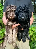 Logan, a male Poodle - Multi-Colored Standard and Poodle - Standard  for sale in Tunnel Hill, GA – 4 of 8
