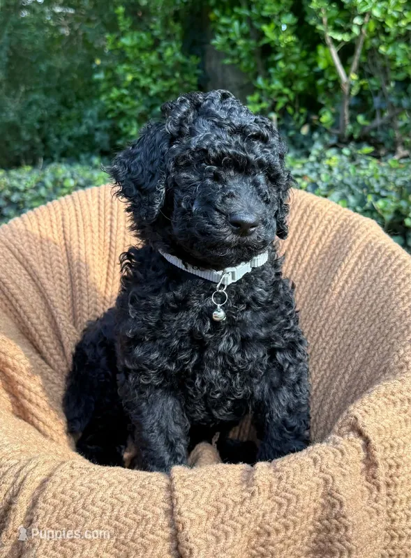 Bucky – Poodle - Standard  puppy for sale in Tunnel Hill, GA