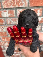Logan, a male Poodle - Multi-Colored Standard and Poodle - Standard  for sale in Tunnel Hill, GA – 2 of 8
