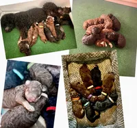 Bruce, a male Poodle - Multi-Colored Standard and Poodle - Standard  for sale in Tunnel Hill, GA – 3 of 8
