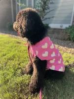 Nova, a female Labradoodle and Golden Retriever for sale in Greenville, SC – 3 of 4