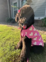 Nova, a female Labradoodle and Golden Retriever for sale in Greenville, SC – 2 of 4