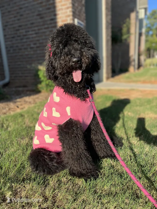 Nova – Labradoodle, Golden Retriever puppy for sale in Greenville, SC