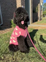 Nova, a female Labradoodle and Golden Retriever for sale in Greenville, SC – 1 of 4