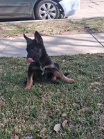 Minnie, a female Belgian Malinois for sale in Carrollton, TX – Photo 2 of 3