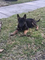 Minnie, a female Belgian Malinois for sale in Carrollton, TX – Photo 3 of 3