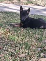 Minnie, a female Belgian Malinois for sale in Carrollton, TX – Photo 1 of 3