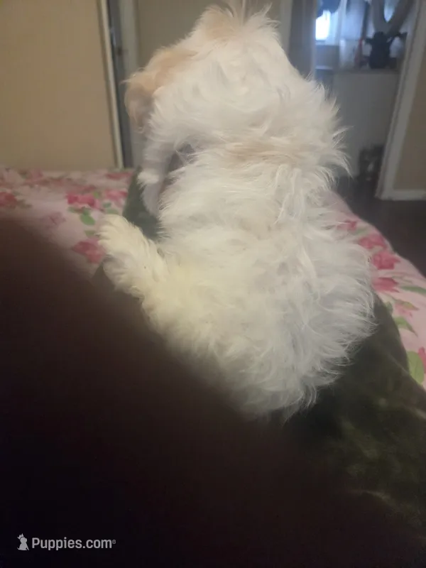 Dolly Paton  – Shih Tzu puppy for sale in Cherryville, NC
