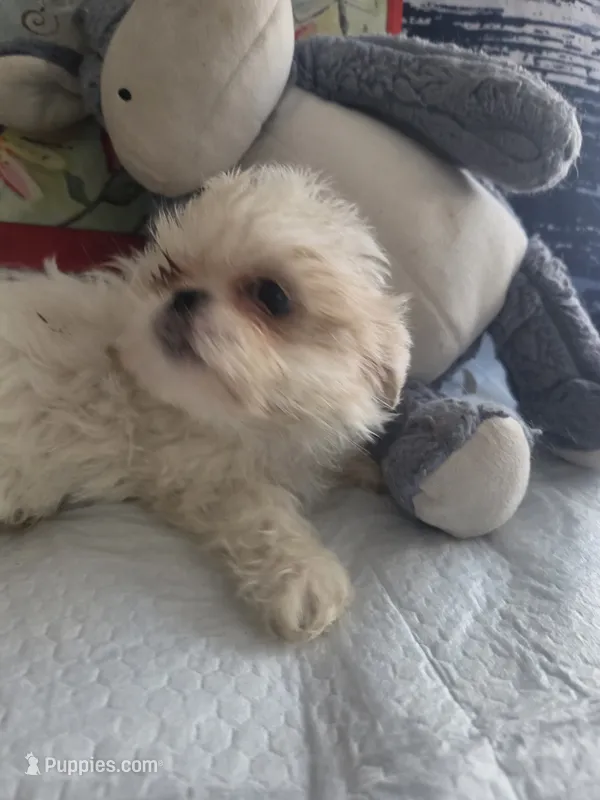 Dolly parton  – Shih Tzu puppy for sale in Cherryville, NC