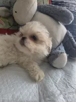 Dolly parton , a female Shih Tzu for sale in Cherryville, NC – 1 of 4