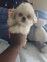 Dolly parton , a female Shih Tzu for sale in Cherryville, NC – 4 of 4