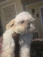 Dolly Paton , a female Shih Tzu for sale in Cherryville, NC – 2 of 3