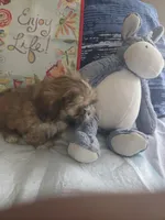 Browie , a male Shih Tzu for sale in Cherryville, NC – 3 of 3
