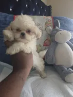 Dolly parton , a female Shih Tzu for sale in Cherryville, NC – 3 of 4