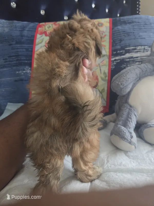 Browie  – Shih Tzu puppy for sale in Cherryville, NC