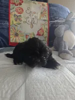 Cowboy , a male Shih Tzu for sale in Cherryville, NC – 2 of 3