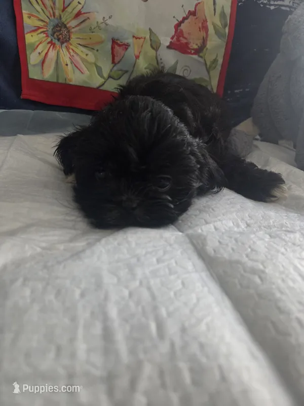 Cowboy  – Shih Tzu puppy for sale in Cherryville, NC