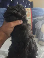 Cowboy , a male Shih Tzu for sale in Cherryville, NC – 3 of 3