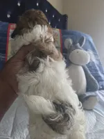 Pewee, a male Shih Tzu for sale in Cherryville, NC – 3 of 3