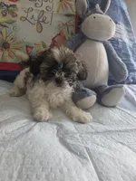 Pewee, a male Shih Tzu for sale in Cherryville, NC – 2 of 3
