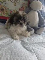 Pewee, a male Shih Tzu for sale in Cherryville, NC – 1 of 3