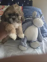 Browie , a male Shih Tzu for sale in Cherryville, NC – 2 of 3