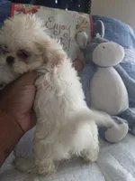 Dolly parton , a female Shih Tzu for sale in Cherryville, NC – 2 of 4