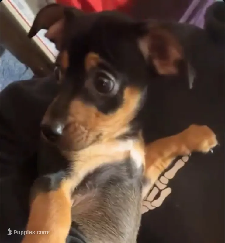 Blackie / scout  – Doberman Pinscher puppy for sale in Bronx, NY