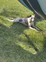 Darby, a female Whippet for sale in Shelbyville, KY – 2 of 5