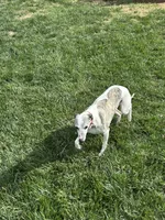 Darby, a female Whippet for sale in Shelbyville, KY – 4 of 5